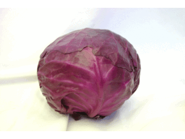 CABBAGE Red